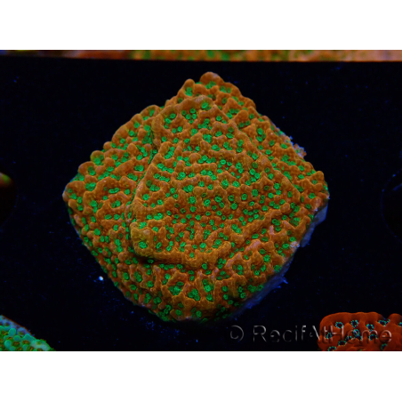 WYSIWYG RAH Montipora Phoenix evoluzione