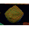 WYSIWYG RAH Montipora Phoenix evoluzione