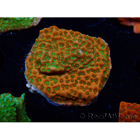 WYSIWYG RAH Montipora Phoenix evolution