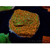 WYSIWYG RAH Montipora Phoenix evolution 11D7