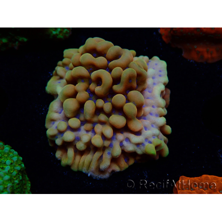 WYSIWYG Montipora Crazy T