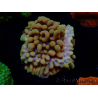 WYSIWYG Montipora Crazy T
