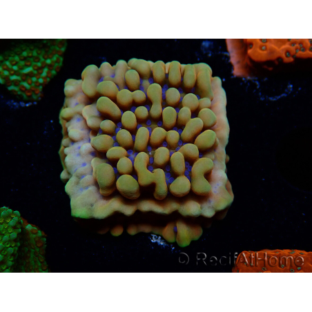 WYSIWYG Montipora Crazy T 11E2