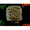 WYSIWYG Montipora Crazy T