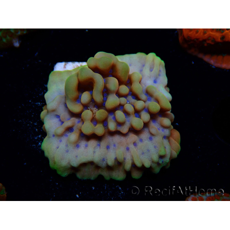 WYSIWYG Montipora Crazy T