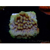 WYSIWYG Montipora Crazy T