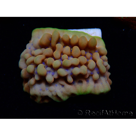 WYSIWYG Montipora Crazy T