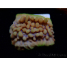 WYSIWYG Montipora Crazy T