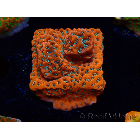 WYSIWYG WWC Montipora Dragon Fruit
