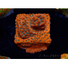 WYSIWYG WWC Montipora Dragon Fruit