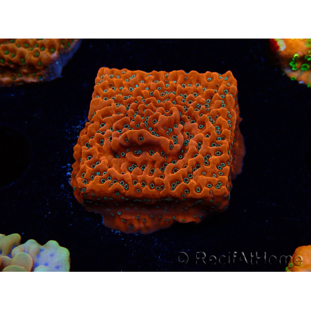 WYSIWYG WWC Montipora Dragon Fruit 11E6