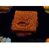 WYSIWYG WWC Montipora Dragon Fruit 11E6
