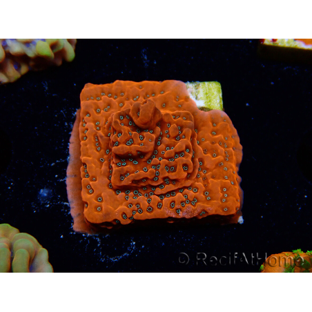 WYSIWYG WWC Montipora Dragon Fruit