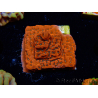 WYSIWYG WWC Montipora Dragon Fruit
