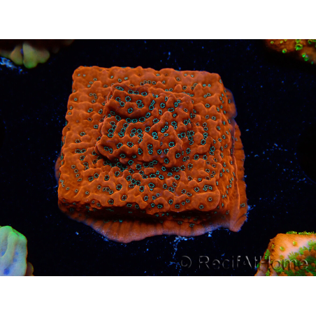WYSIWYG WWC Montipora Dragon Fruit