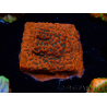 WYSIWYG WWC Montipora Dragon Fruit