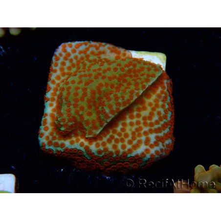 WYSIWYG RAH Montipora Reverse Sunset 11F1