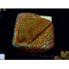 WYSIWYG RAH Montipora Reverse Sunset 11F1