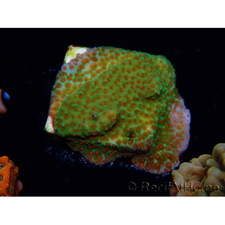 WYSIWYG RAH Montipora Reverse Sunset 11F2