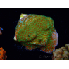 WYSIWYG RAH Montipora Reverse Sunset 11F2