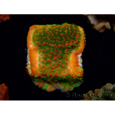 WYSIWYG Montipora Sunset