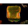 WYSIWYG Montipora Sunset