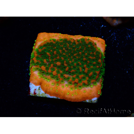 WYSIWYG Montipora Sunset