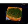WYSIWYG Montipora Sunset 11F6