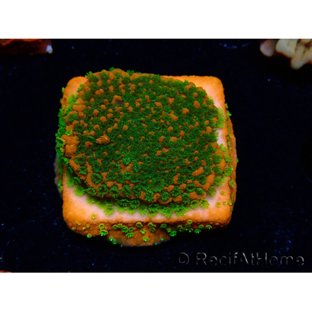 WYSIWYG Montipora Sunset