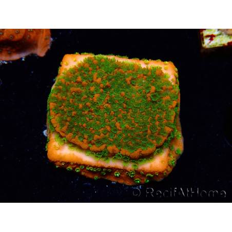 WYSIWYG Montipora Sunset