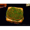 WYSIWYG Montipora Sunset