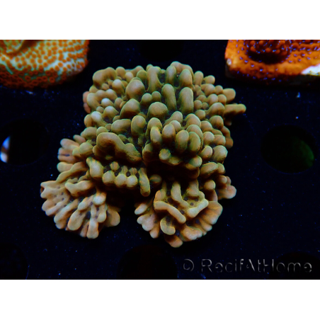 WYSIWYG JF Montipora Brain Freeze 11G1