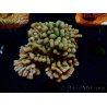 WYSIWYG JF Montipora Brain Freeze