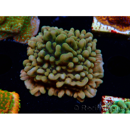 WYSIWYG JF Montipora Brain Freeze