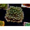 WYSIWYG JF Montipora Brain Freeze