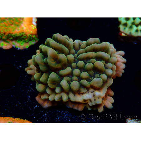 WYSIWYG JF Montipora Brain Freeze