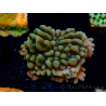 WYSIWYG JF Montipora Brain Freeze