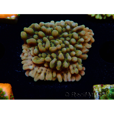 WYSIWYG JF Montipora Brain Freeze