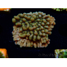 WYSIWYG JF Montipora Brain Freeze