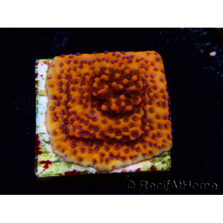 WYSIWYG RAH Montipora Mystic Sunset
