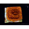 WYSIWYG RAH Montipora Mystic Sunset 11G5