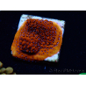 WYSIWYG RAH Montipora Mystic Sunset