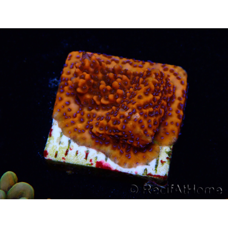 WYSIWYG RAH Montipora Mystic Sunset