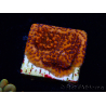 WYSIWYG RAH Montipora Mystic Sunset