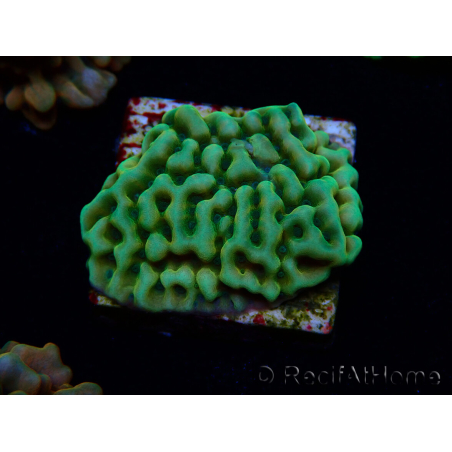 WYSIWYG JF Beach Bum Montipora 11I5