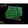 WYSIWYG JF Beach Bum Montipora