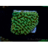 WYSIWYG JF Beach Bum Montipora