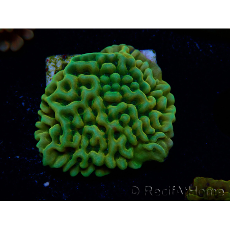 WYSIWYG JF Beach Bum Montipora