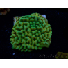WYSIWYG JF Beach Bum Montipora 11I7