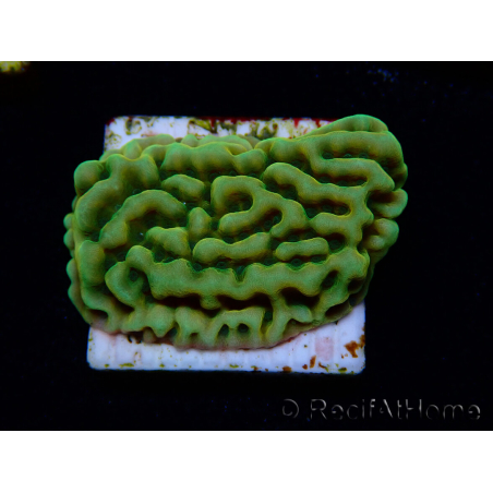 WYSIWYG JF Beach Bum Montipora 11I8